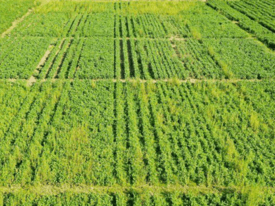 Row Spacing As A Weed Management Tool