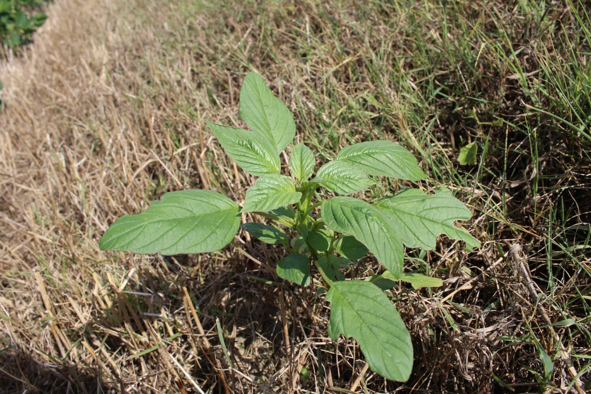 Common Weeds in Maryland  Weed Identification and Management