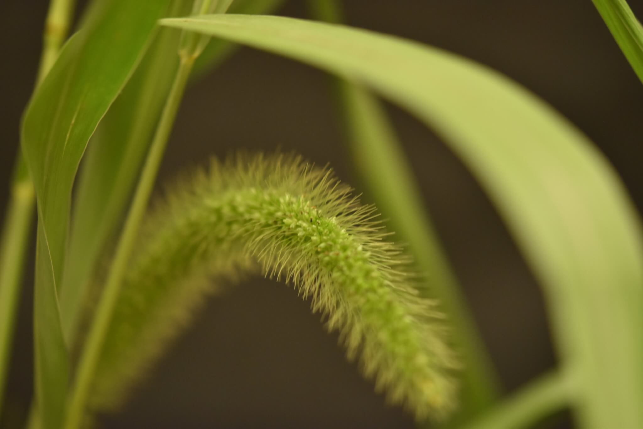 Giant foxtail panicle