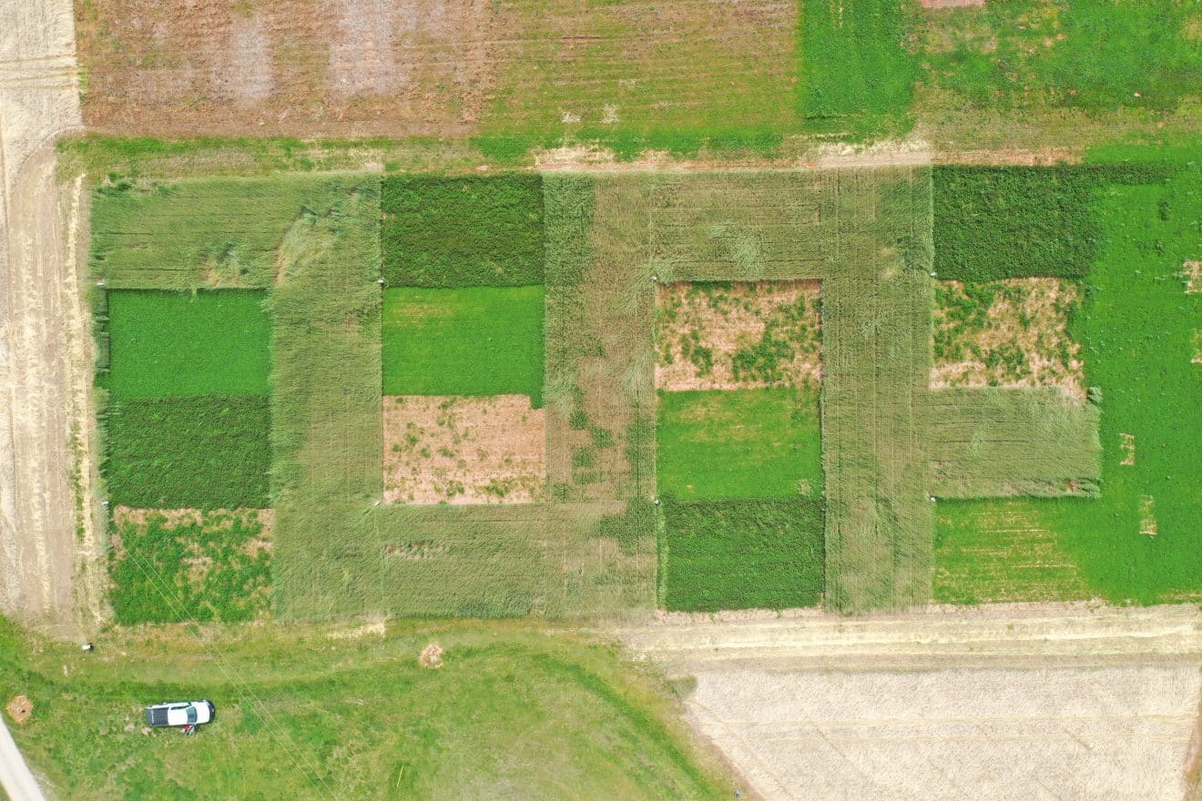 Cover Crops And Weed Control In The Southeast A Battle For Resources   Aerial Cover Crops At Termination Timing Crimson Clover Cereal Rye Bareground Living Mulch By Nick Basinger UGA 1320x880 